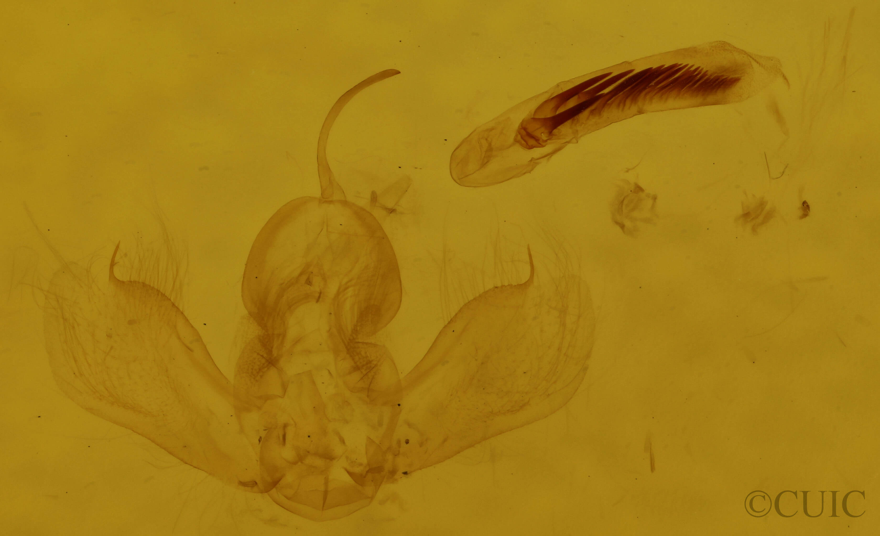genitalia view of adult Antepirrhoe semiatrata