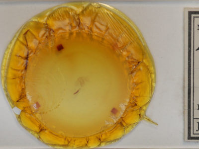 slide view of adult Antepirrhoe semiatrata