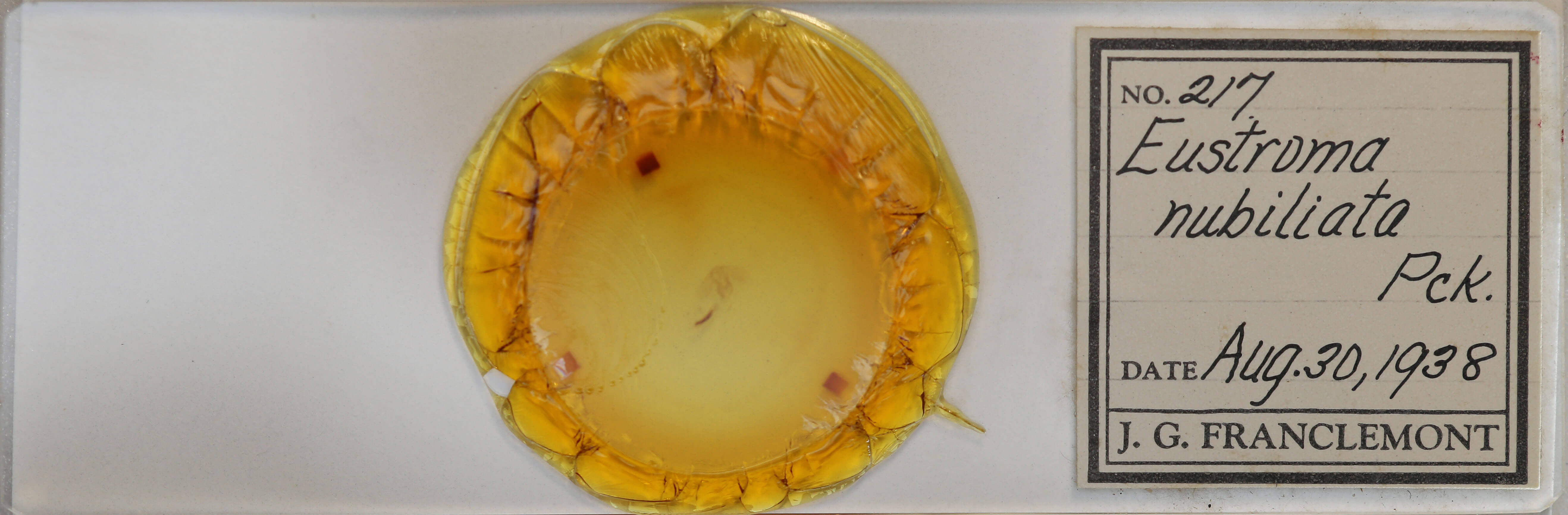 slide view of adult Antepirrhoe semiatrata