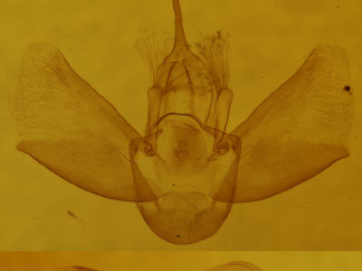 genitalia view of adult Eulithis prunata