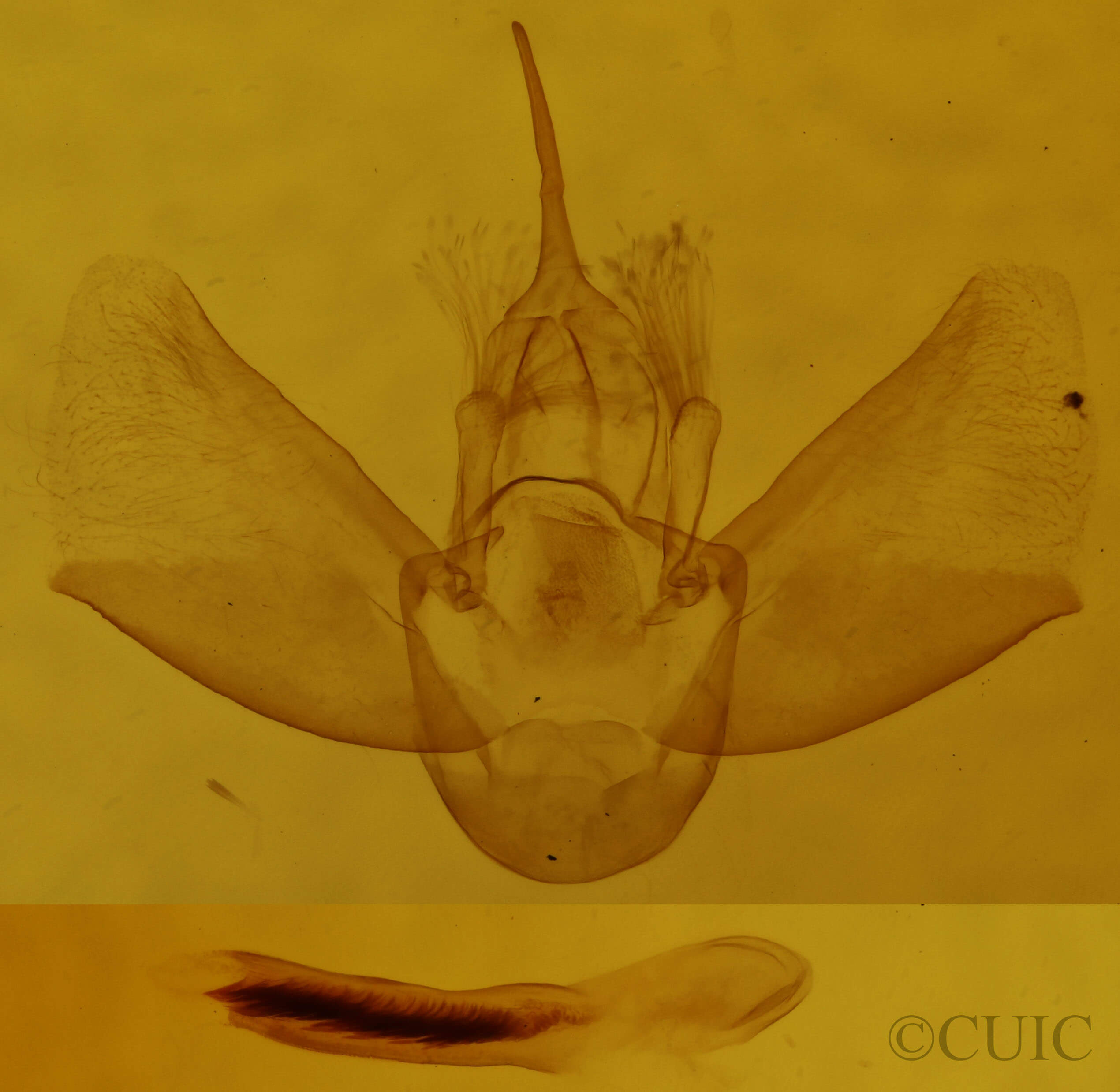 genitalia view of adult Eulithis prunata