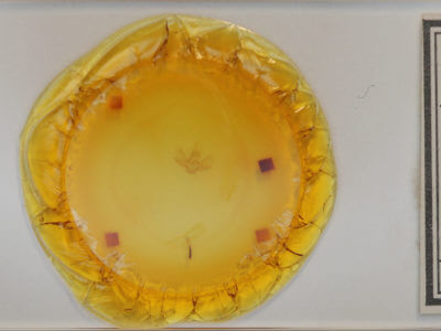 slide view of adult Eulithis prunata