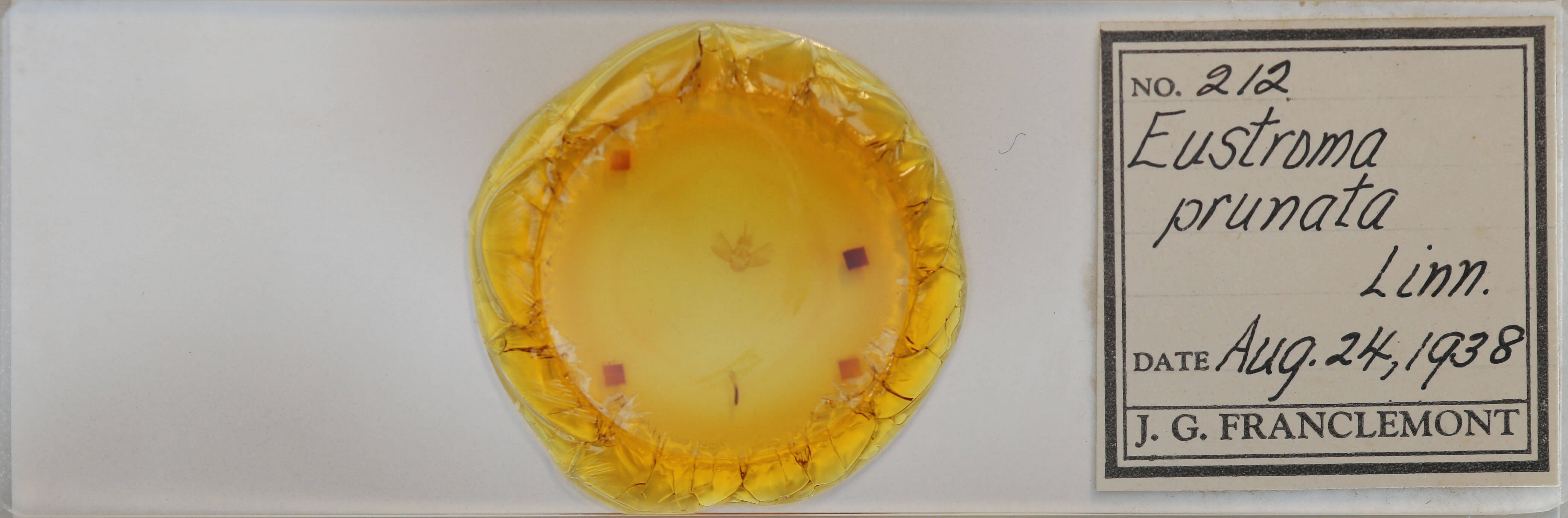 slide view of adult Eulithis prunata