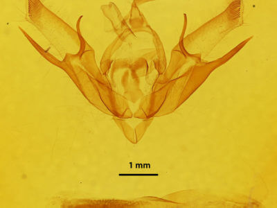 genitalia view of adult Euxoa bostoniensis