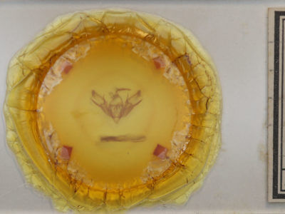 slide view of adult Euxoa bostoniensis