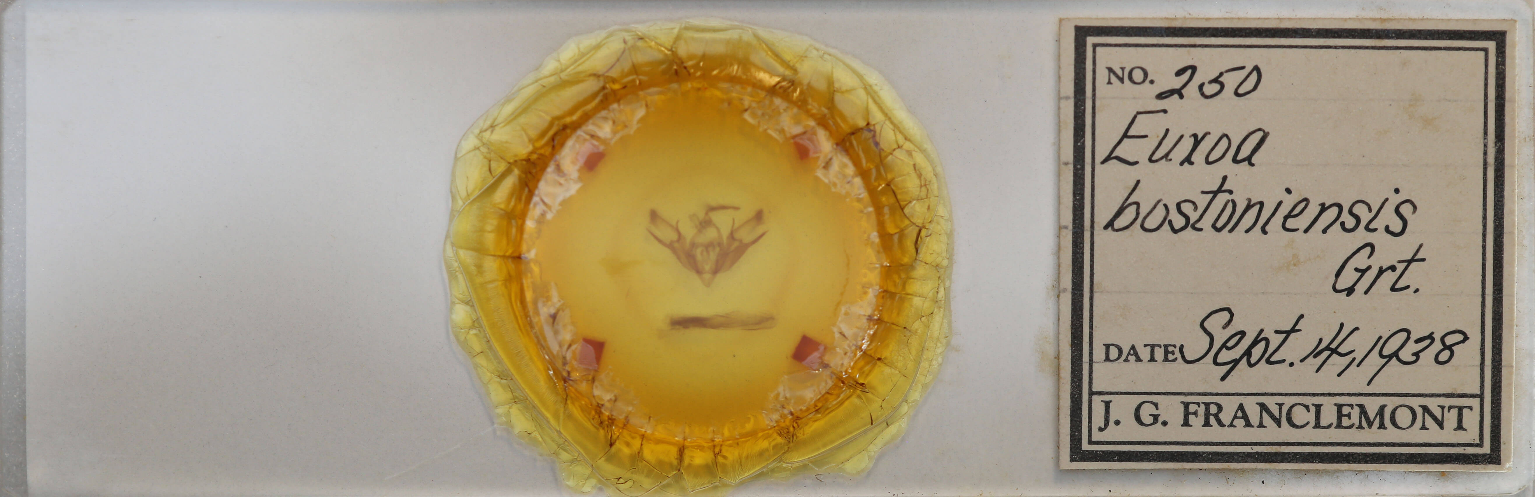 slide view of adult Euxoa bostoniensis