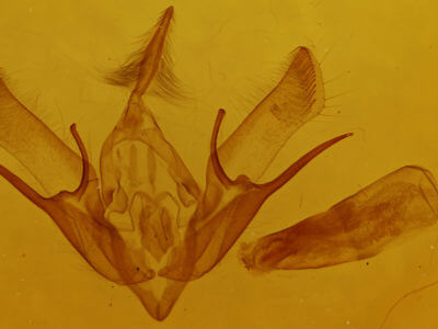 genitalia view of adult Euxoa fumalis