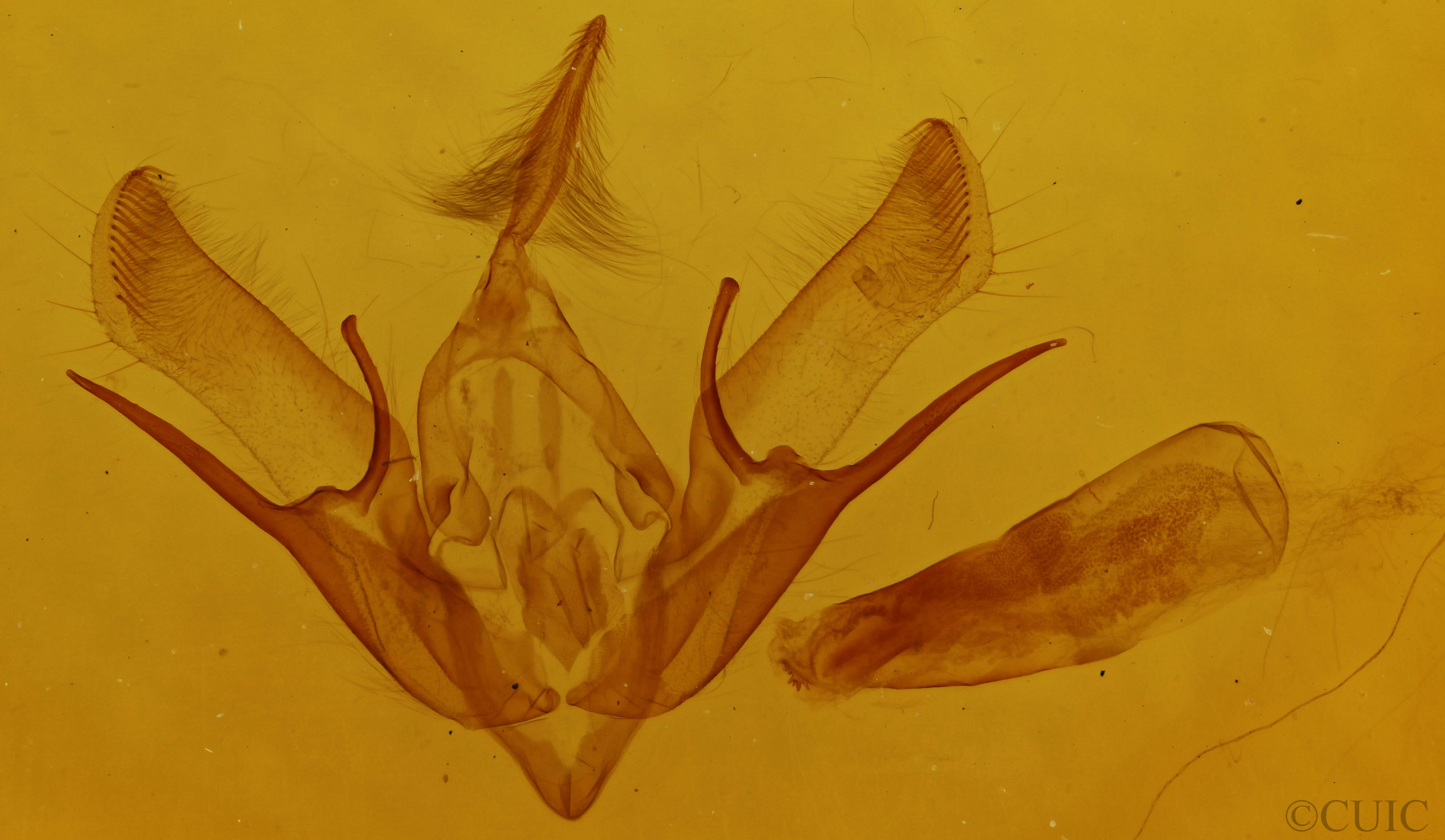 genitalia view of adult Euxoa fumalis