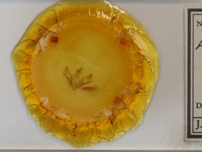 slide view of adult Euxoa fumalis