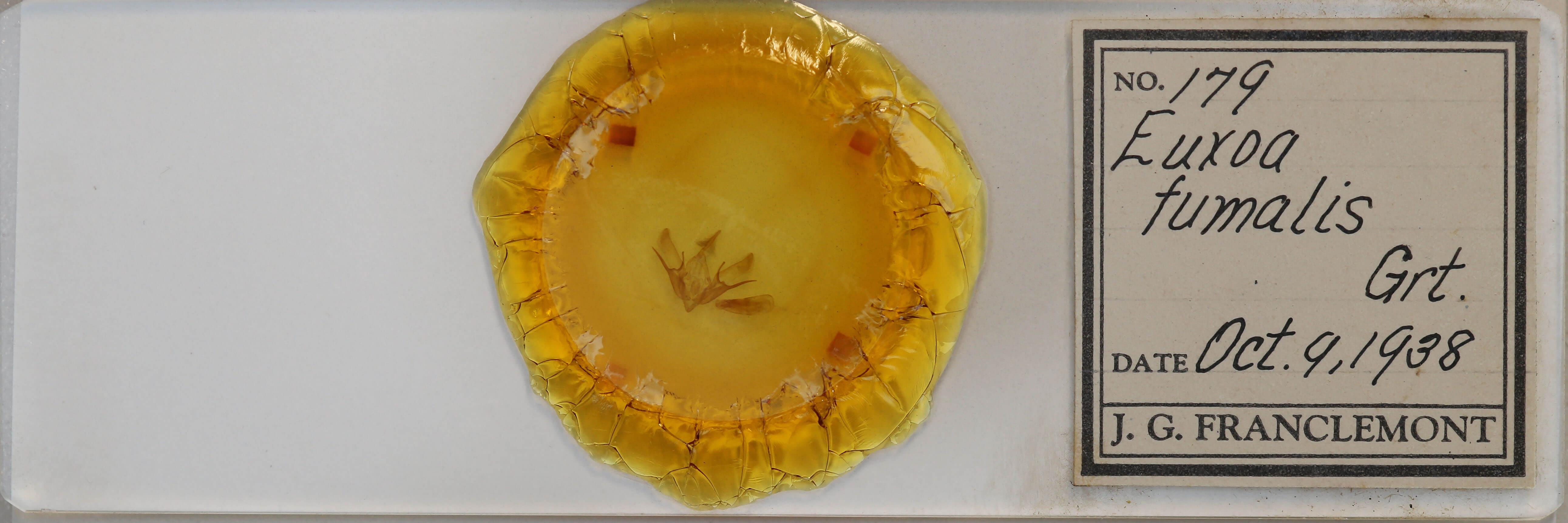 slide view of adult Euxoa fumalis