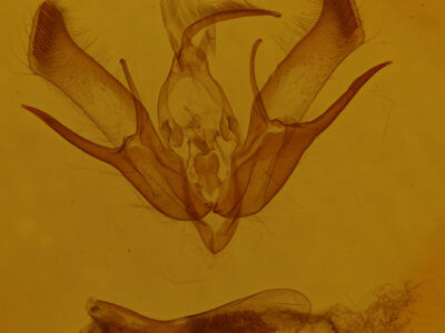 genitalia view of adult Euxoa messoria