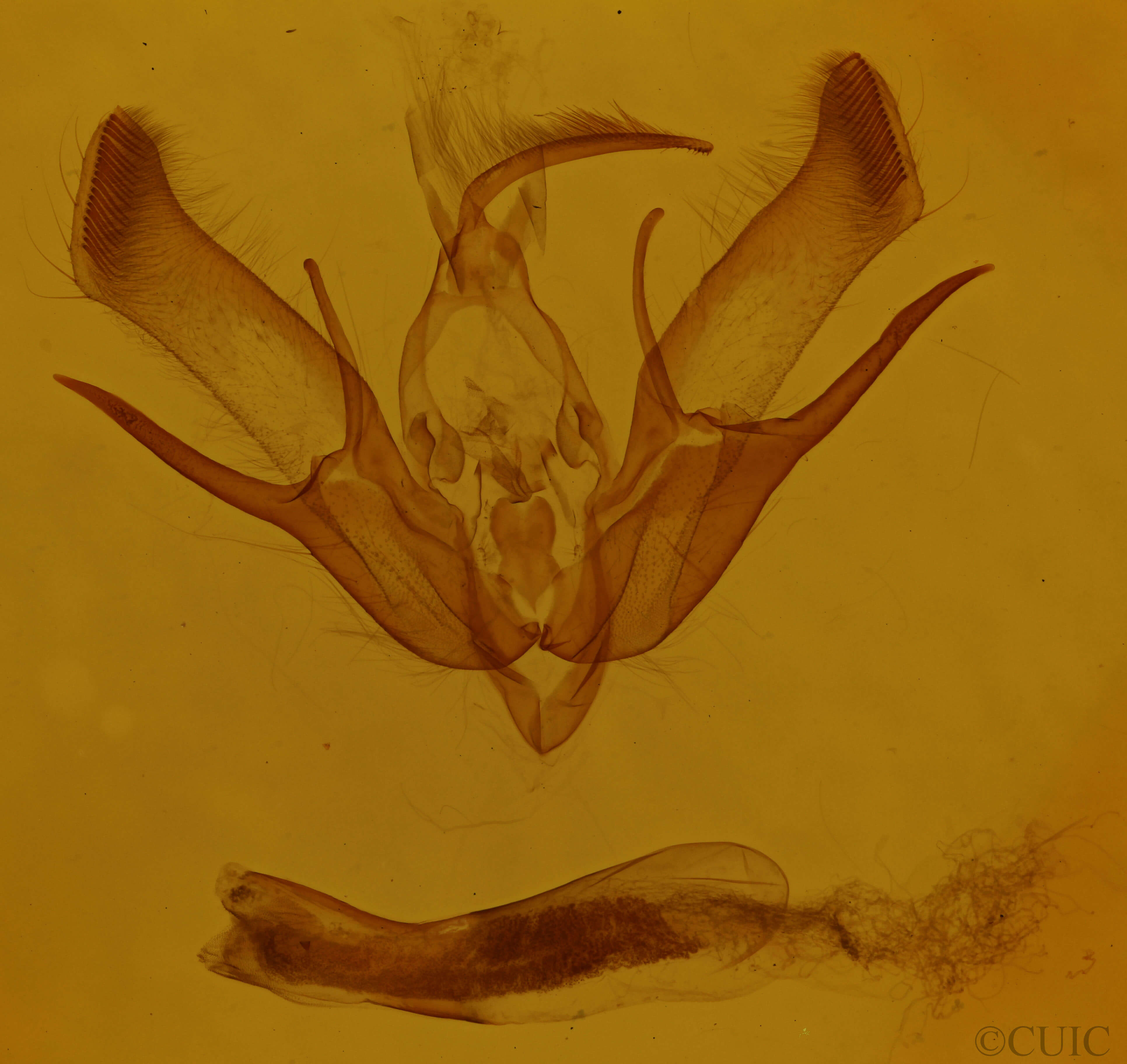genitalia view of adult Euxoa messoria