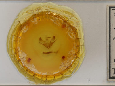 slide view of adult Euxoa messoria