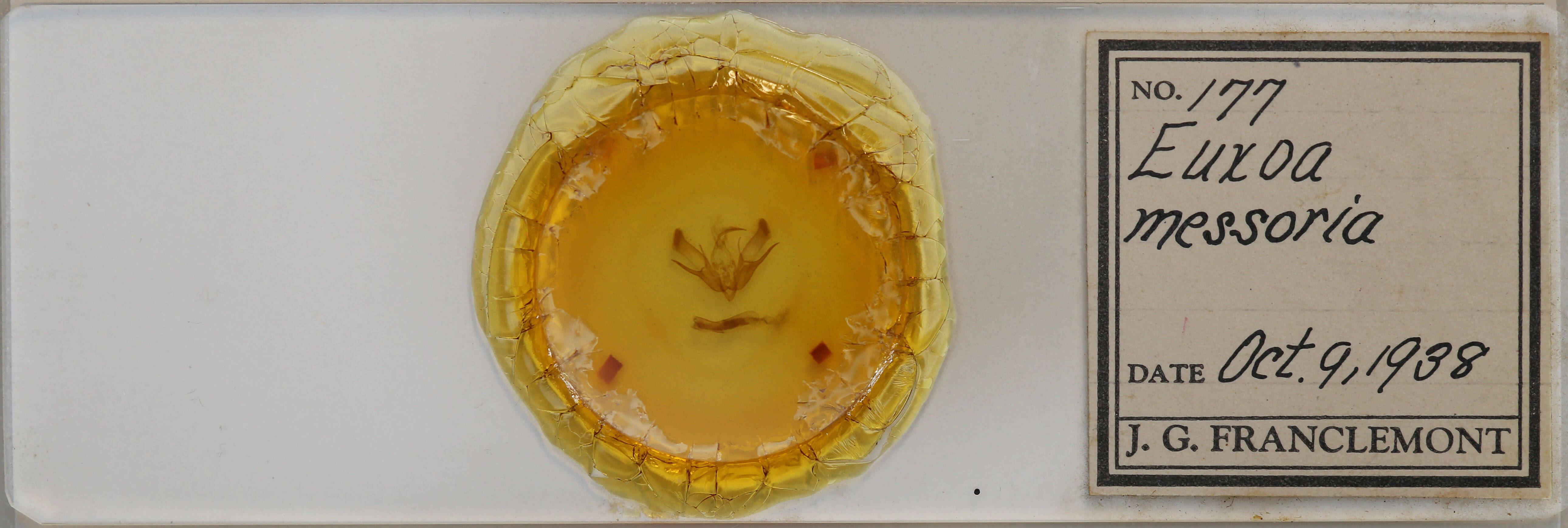 slide view of adult Euxoa messoria