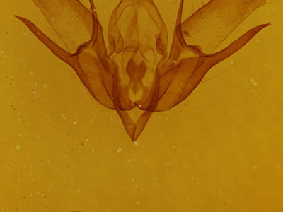 genitalia view of adult Euxoa messoria