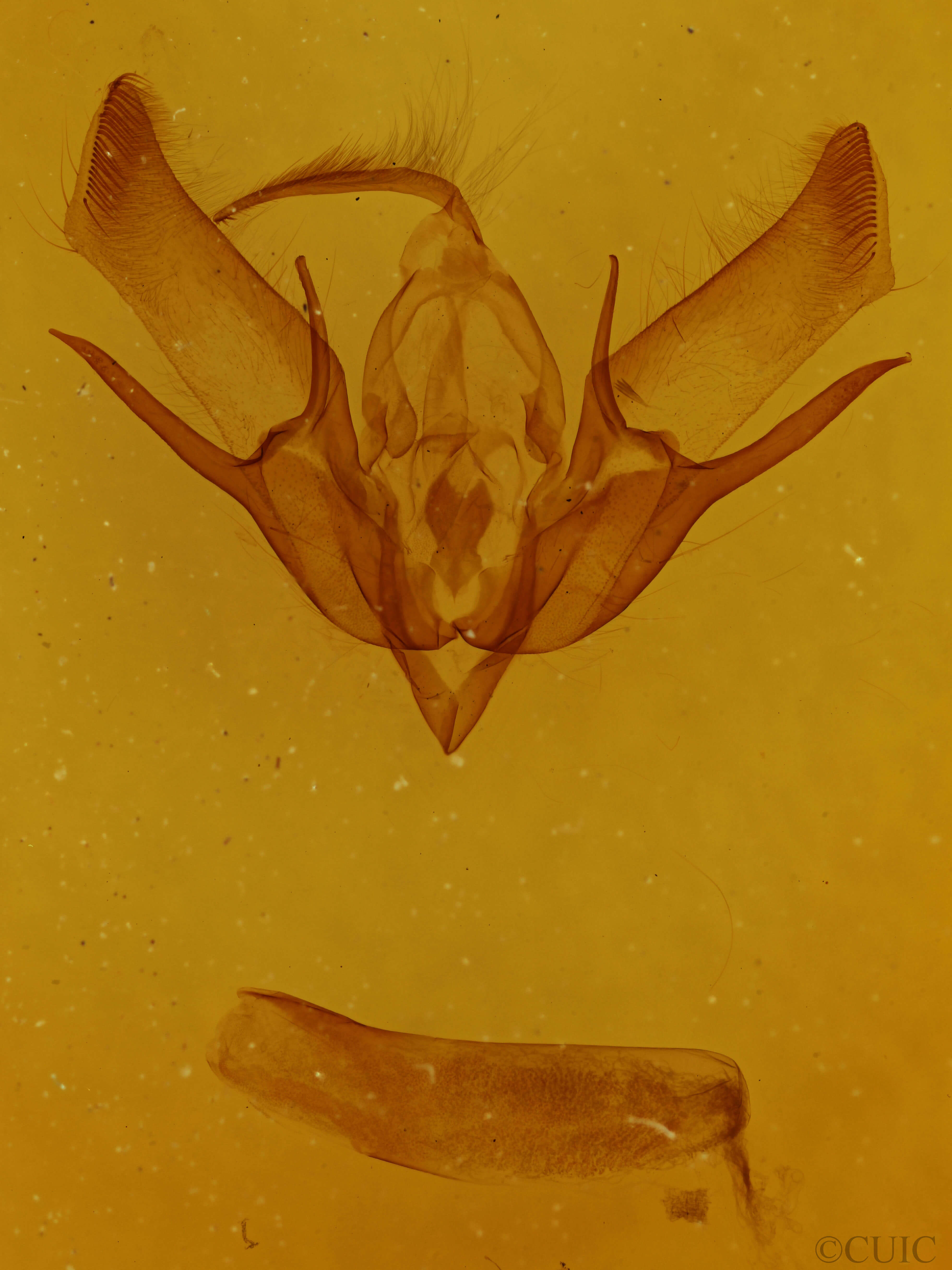 genitalia view of adult Euxoa messoria