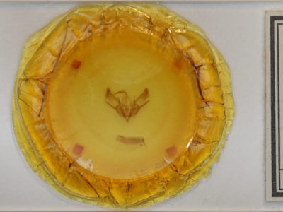 slide view of adult Euxoa messoria