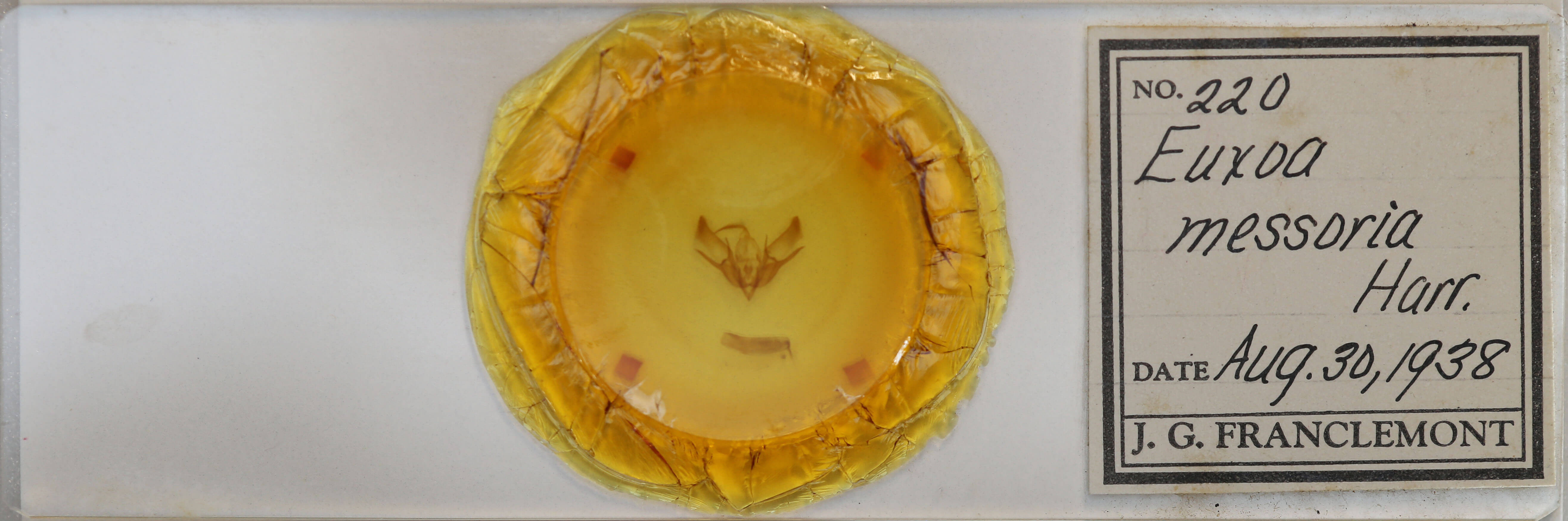 slide view of adult Euxoa messoria