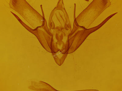 genitalia view of adult Euxoa messoria