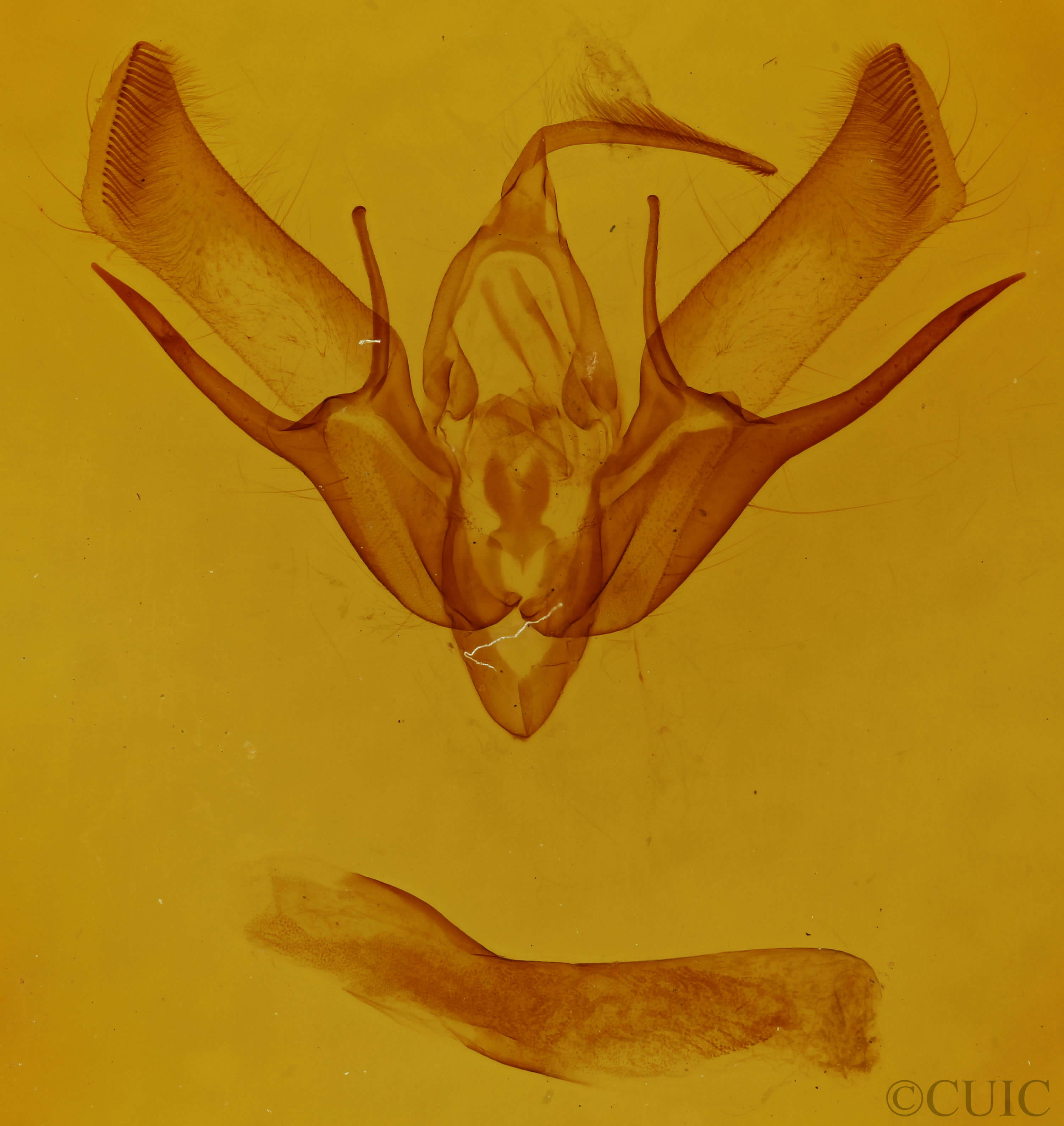 genitalia view of adult Euxoa messoria