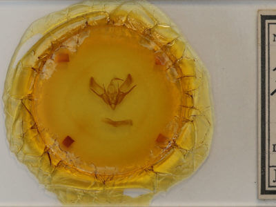 slide view of adult Euxoa messoria