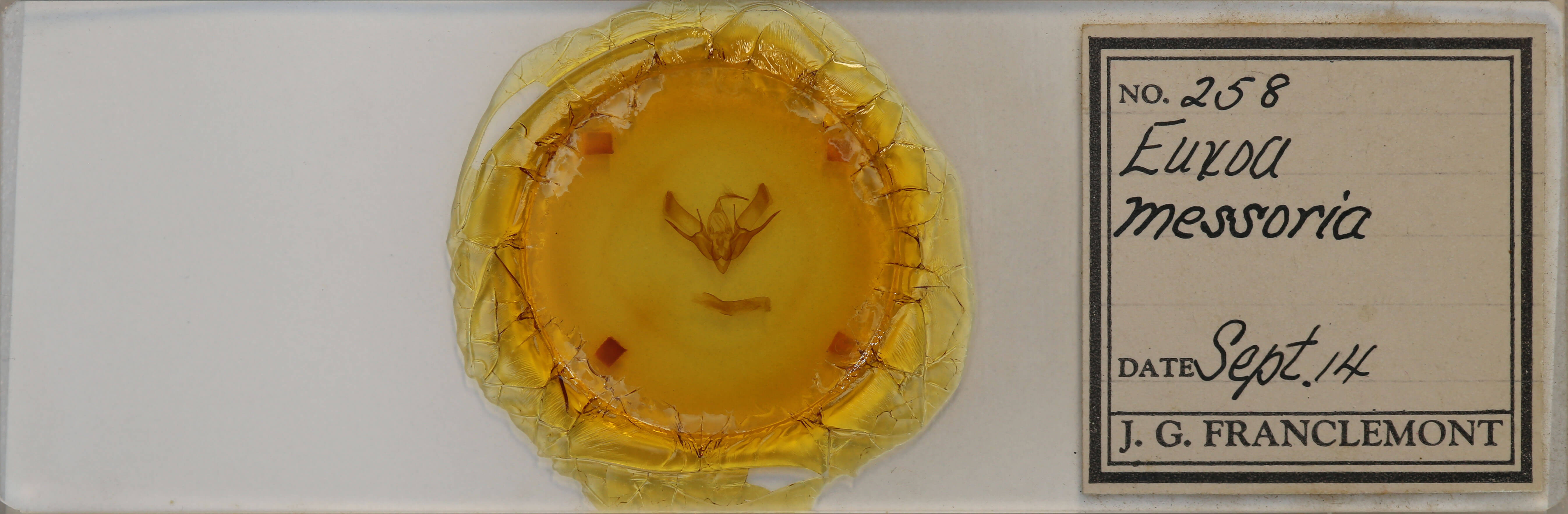 slide view of adult Euxoa messoria