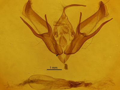 genitalia view of adult Euxoa obeliscoides