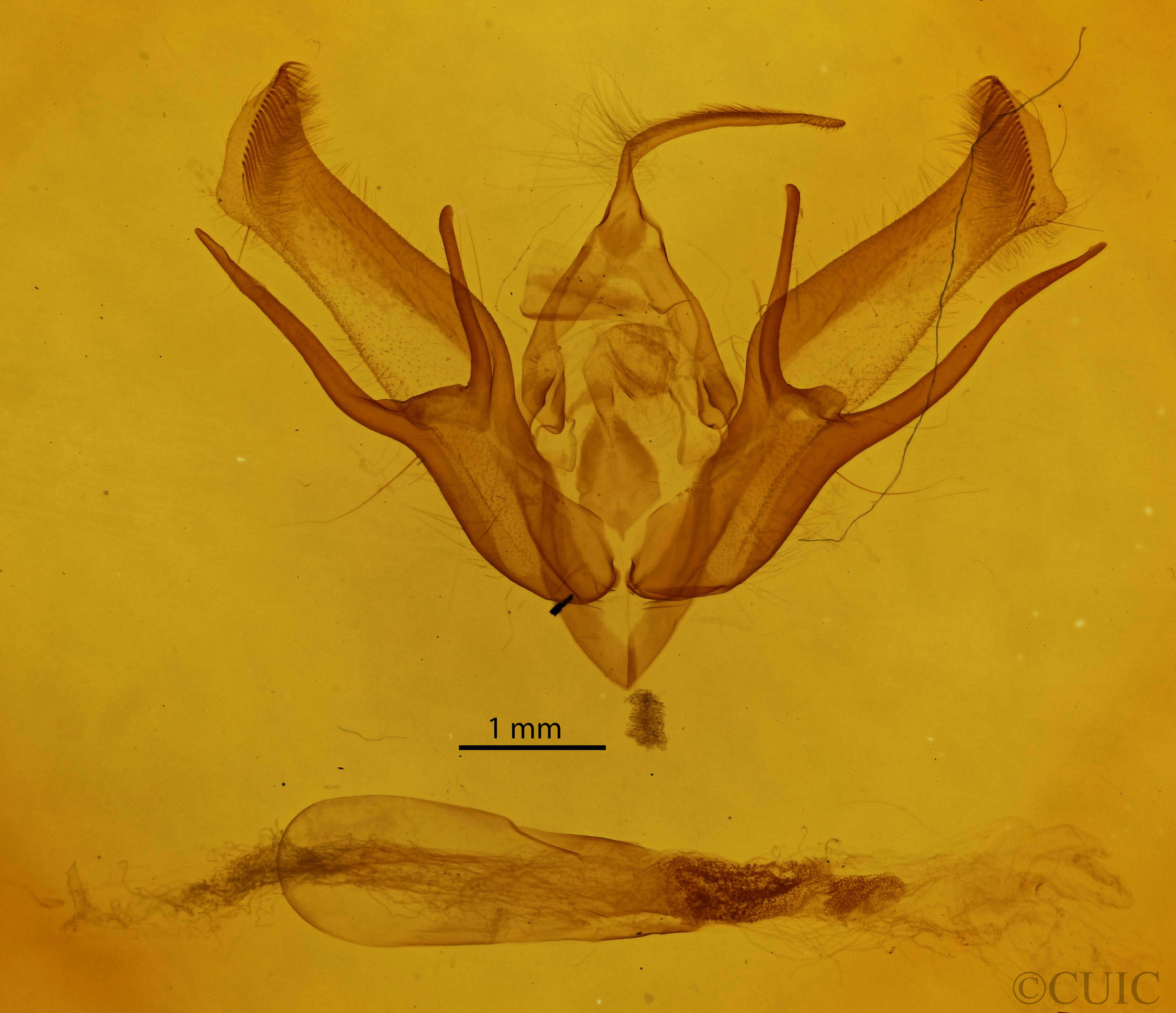 genitalia view of adult Euxoa obeliscoides