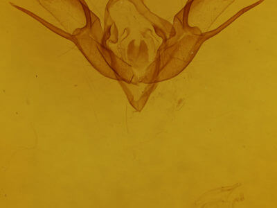 genitalia view of adult Euxoa redimicula