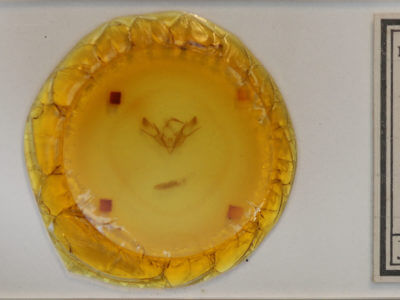 slide view of adult Euxoa redimicula