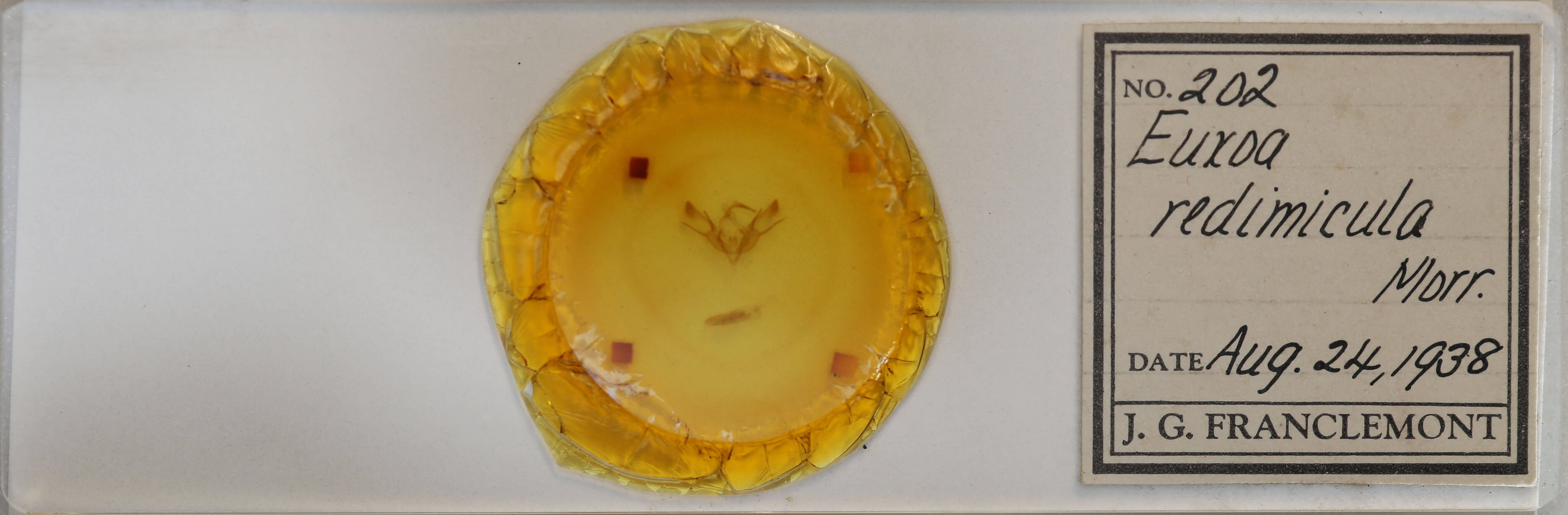 slide view of adult Euxoa redimicula