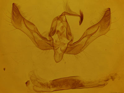 genitalia view of adult Feltia sp.