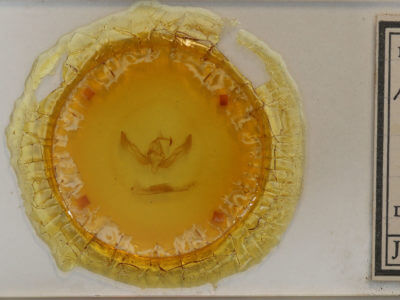 slide view of adult Feltia sp.