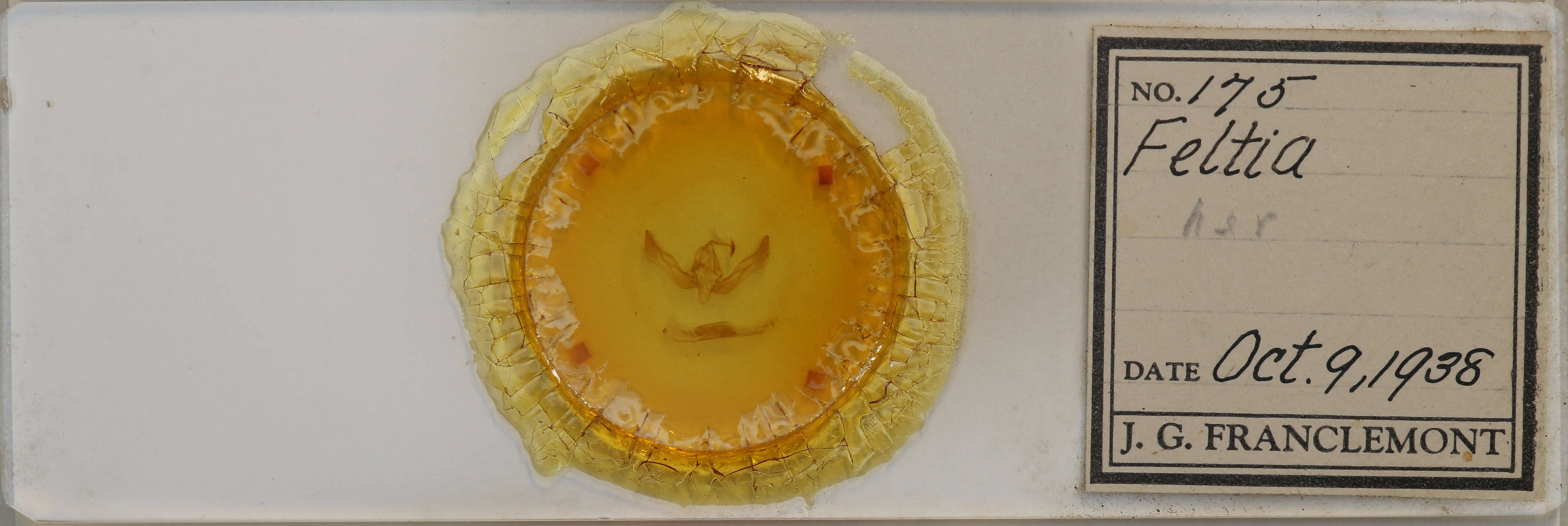 slide view of adult Feltia sp.