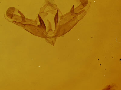 slide view of adult Galgula partita