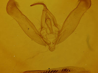 genitalia view of adult Helicoverpa zea