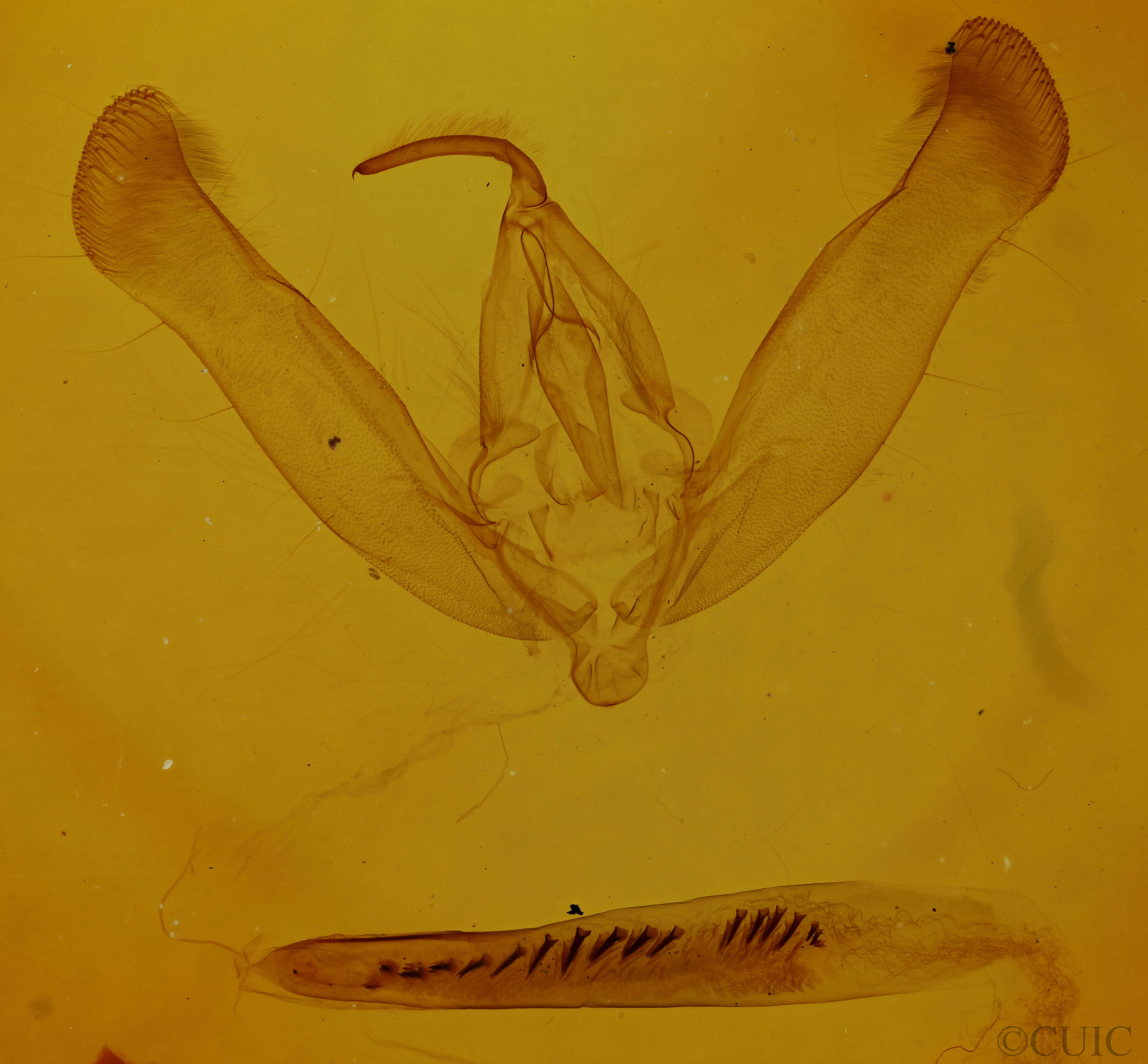 genitalia view of adult Helicoverpa zea