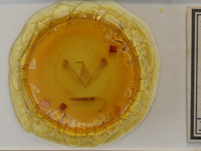 slide view of adult Helicoverpa zea