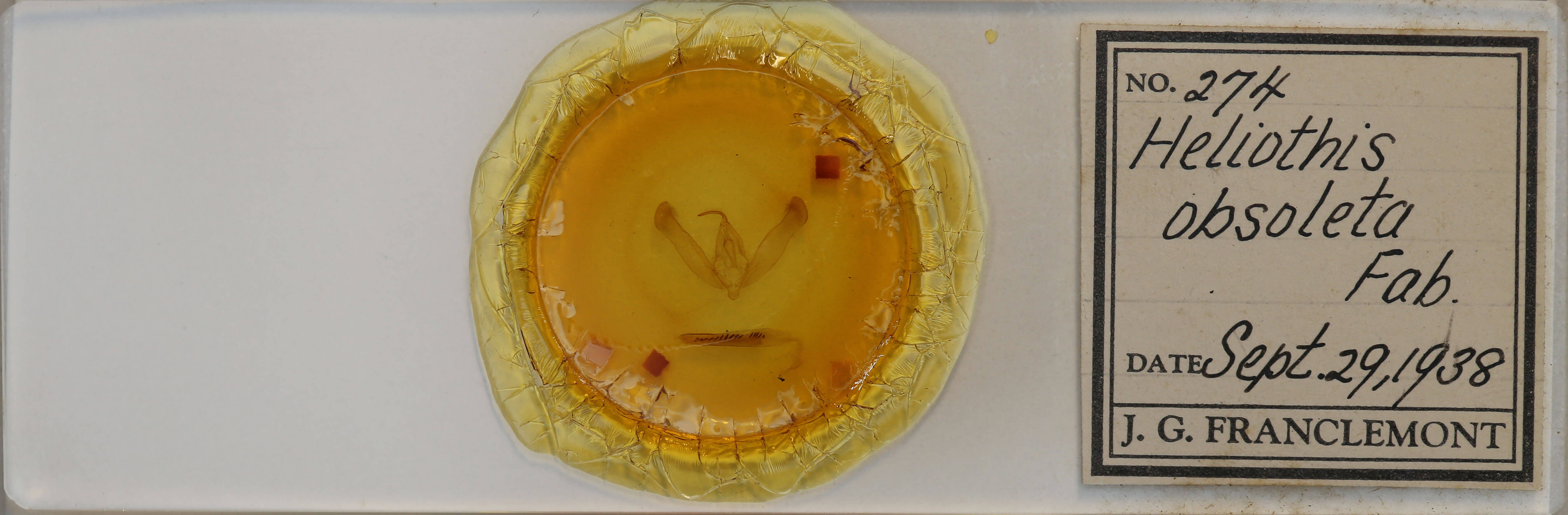 slide view of adult Helicoverpa zea