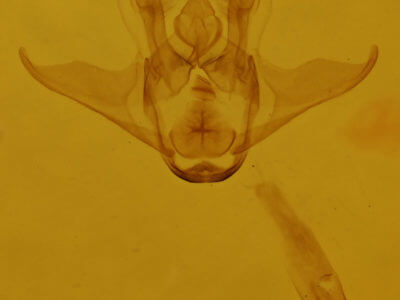 genitalia view of adult Heliomata cycladata