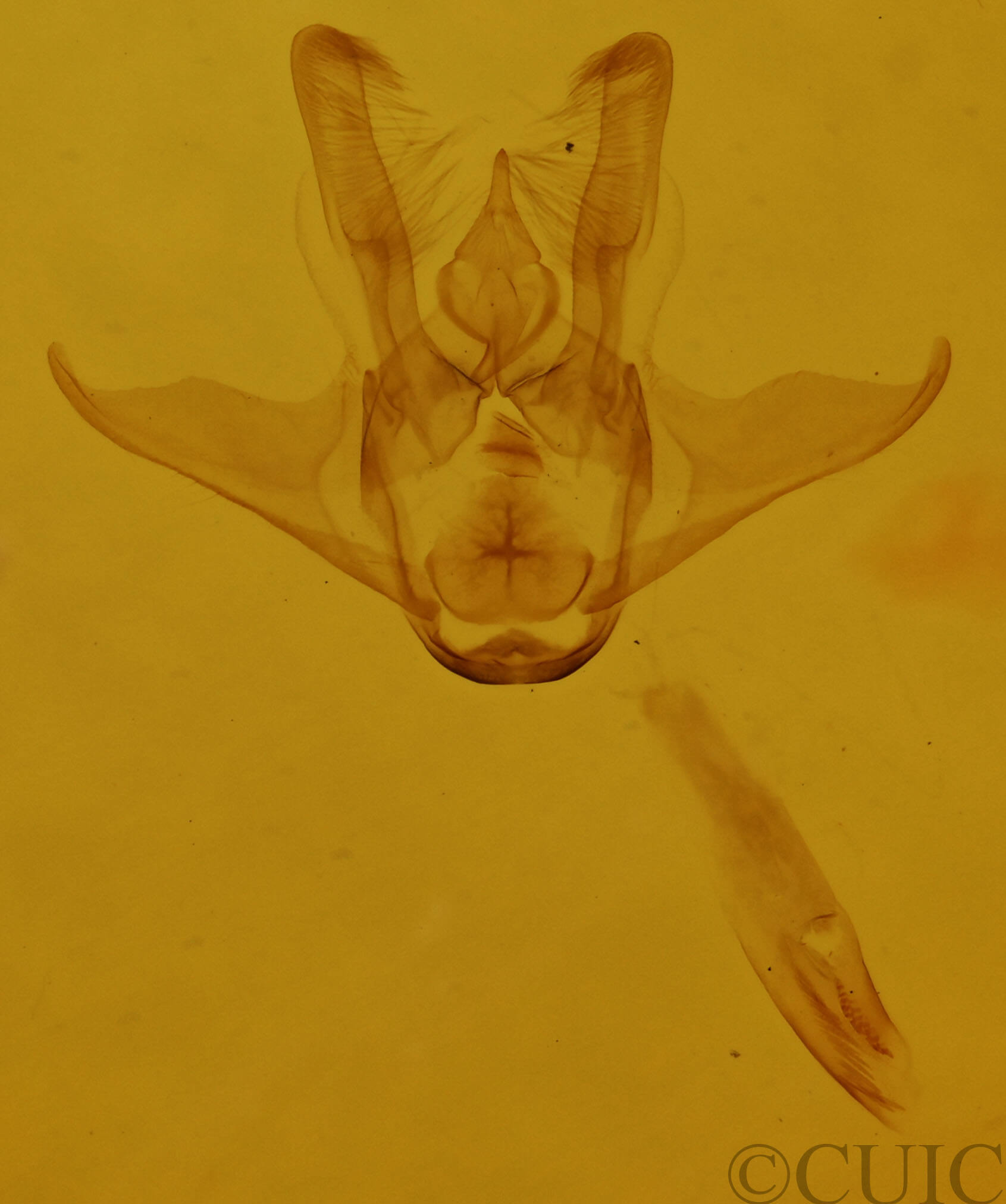 genitalia view of adult Heliomata cycladata