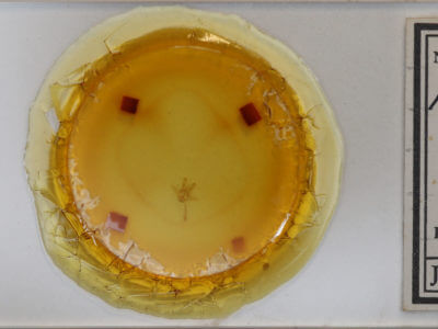 slide view of adult Heliomata cycladata