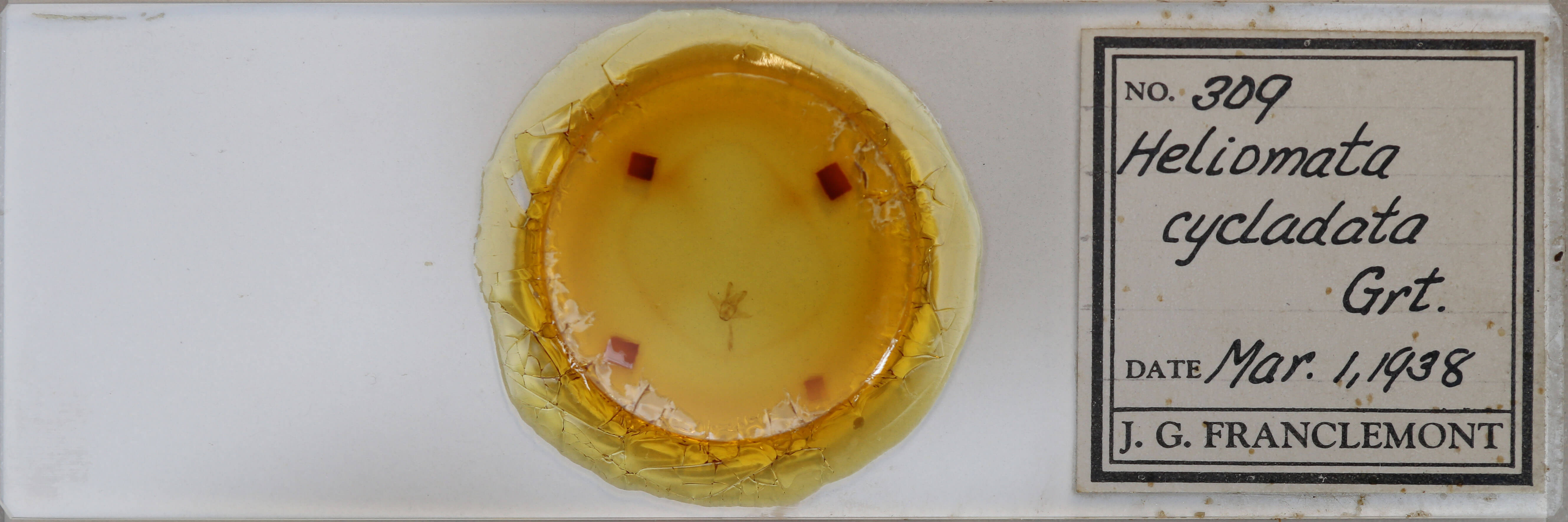 slide view of adult Heliomata cycladata