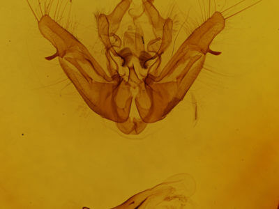 genitalia view of adult Helotropha reniformis