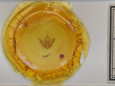 slide view of adult Helotropha reniformis