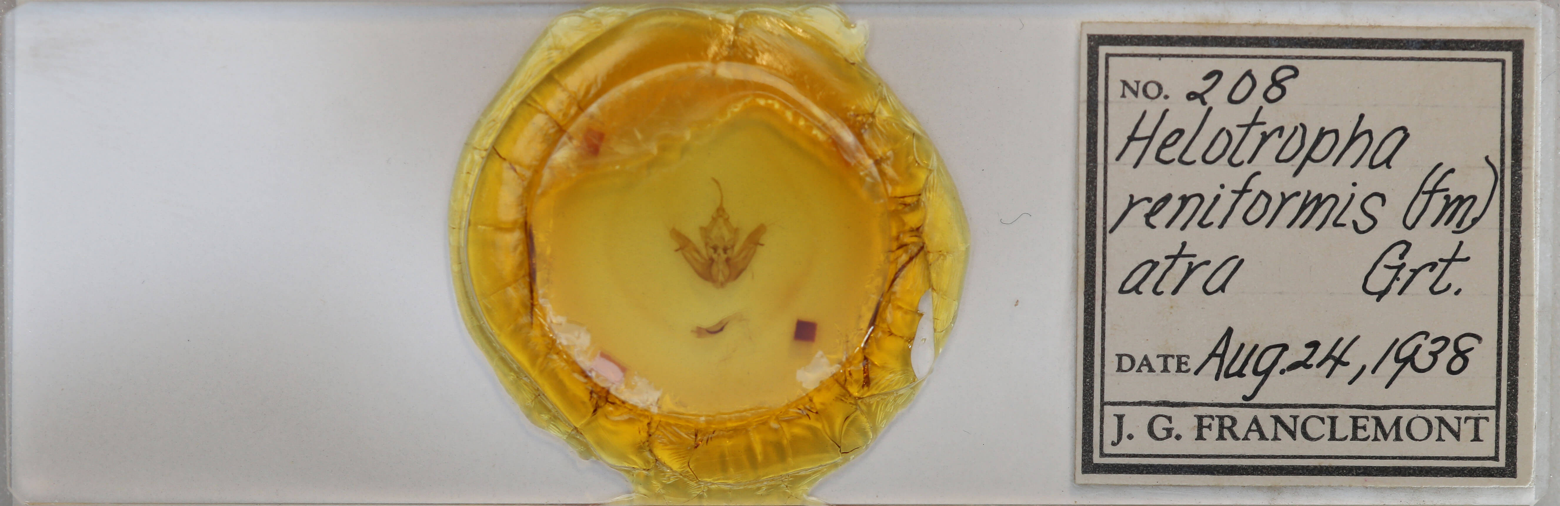 slide view of adult Helotropha reniformis