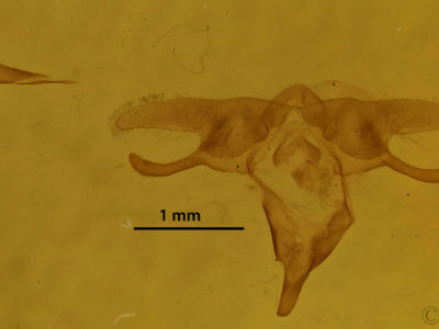 genitalia view of adult Orgyia leucostigma
