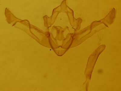 genitalia view of adult Homoglaea californica