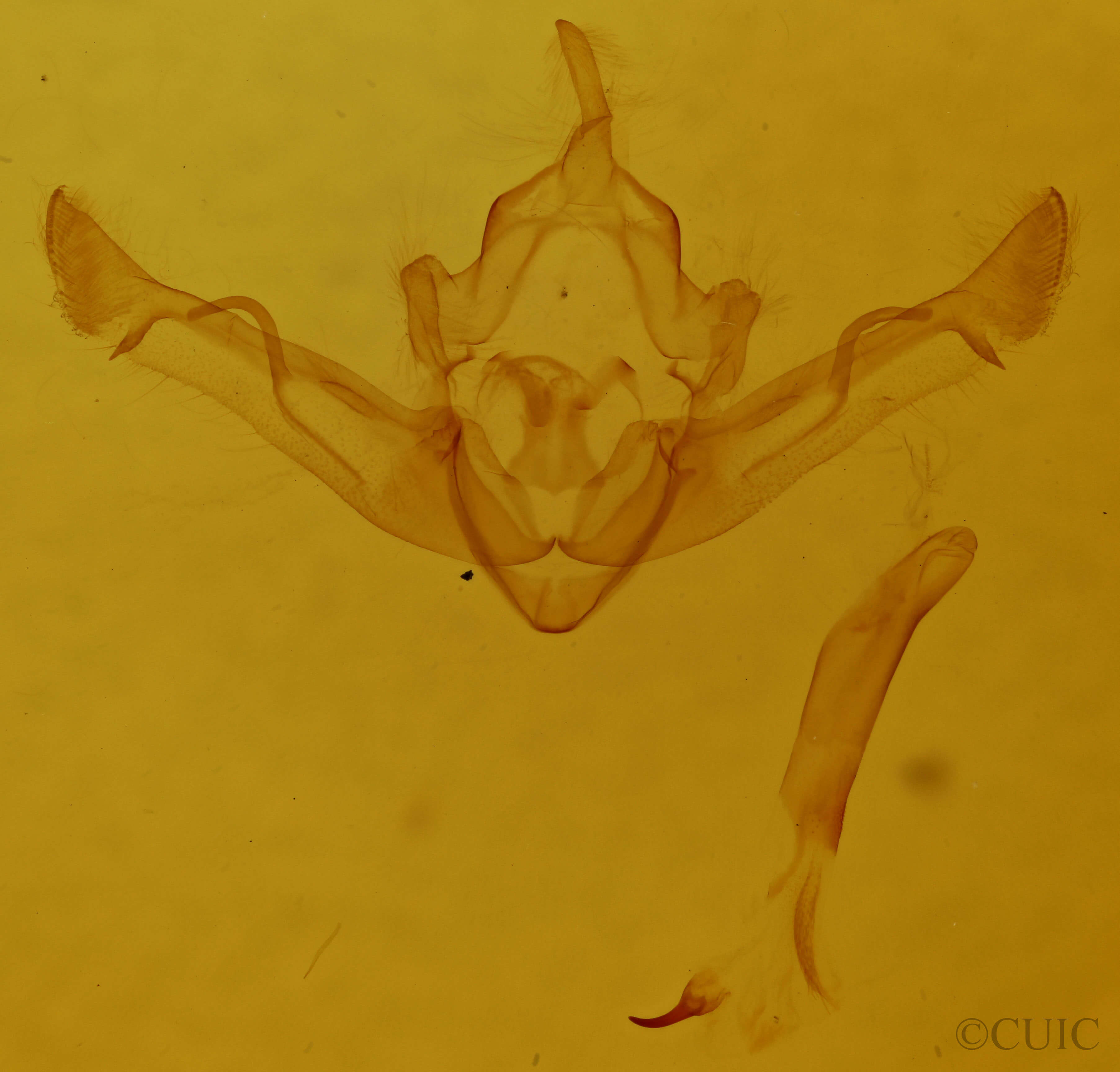 genitalia view of adult Homoglaea californica