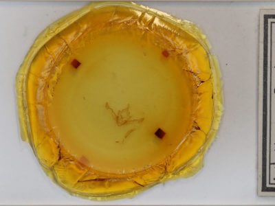 slide view of adult Homoglaea californica